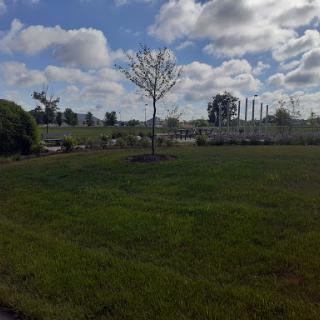 A serene outdoor landscape featuring a solitary tree on a grassy field, under a cloudy sky.