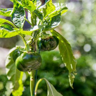 Green bell peppers growing on a plant in the garden.