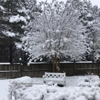 A snowy backyard scene with a white bench and trees covered in snow.