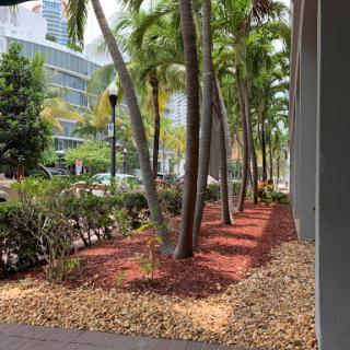 A serene view of palm trees lining a landscaped area in an urban setting.