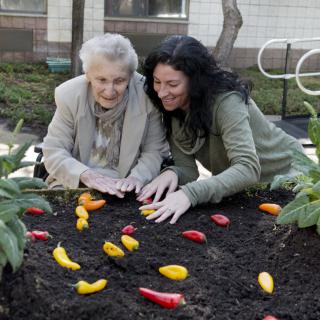 An elderly woman and a younger woman enjoy planting peppers together in a community garden.