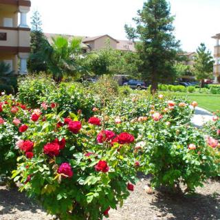 A vibrant garden with blooming roses in a residential area.