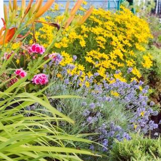 A vibrant garden filled with colorful flowers and lush greenery.