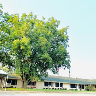 A serene view of a building complemented by a lush green tree.