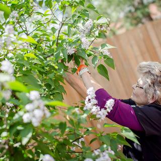 A woman tending to flowering plants in a garden.
