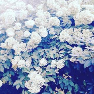 A garden filled with blooming white flowers.