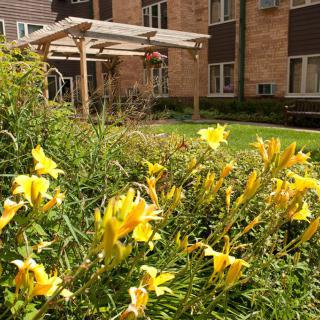 A garden with yellow flowers and a pergola outside a brick building.