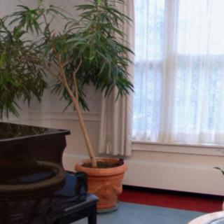 A cozy living room corner with a potted plant near a large window draped with curtains.