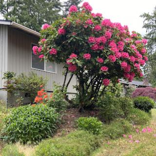A vibrant garden featuring a bush full of pink flowers next to a cozy home.