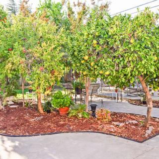 A neatly landscaped garden area with trees and mulched ground.