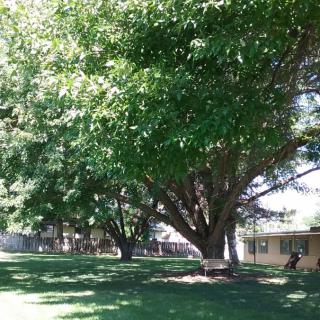 A large tree providing shade on a sunny day with a lawn and building nearby.