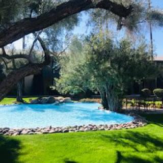 A tranquil outdoor pool surrounded by lush greenery and trees under a sunny sky.