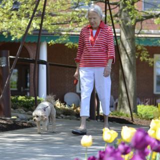 An elderly person walking a dog in a garden with blooming flowers.