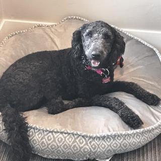 A black dog relaxing on a comfortable pet bed indoors.