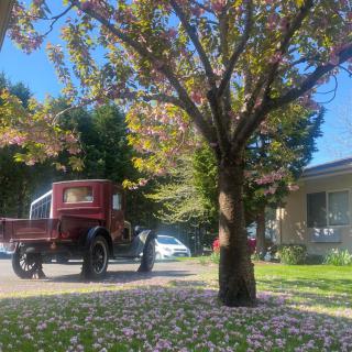 A vintage red car parked under a blossoming tree in a suburban neighborhood on a sunny day.