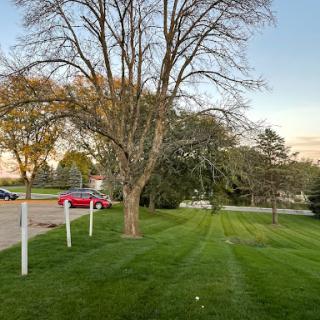 A tranquil outdoor scene featuring a large tree and well-maintained grass, illuminated by the soft light of the evening.