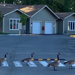 A group of geese crossing a street using a crosswalk in an urban area.