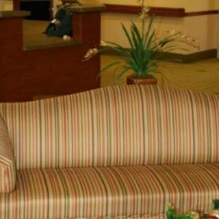 A striped sofa with an indoor plant in the background.