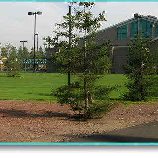 A view of a grassy area with trees, next to a large building.