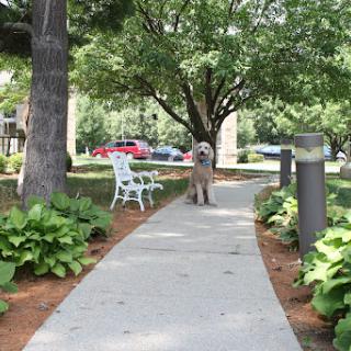 A dog strolls along a serene pathway in a park, surrounded by lush greenery and outdoor seating.