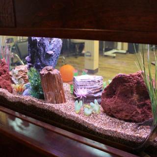 A beautifully decorated aquarium featuring rocks, plants, and colorful underwater decorations.