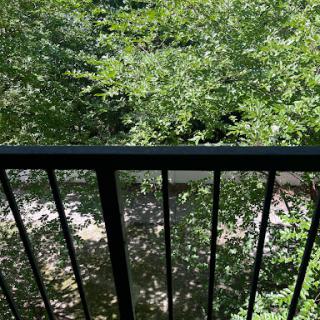 A serene view from the balcony, showcasing lush green trees and a peaceful outdoor setting.