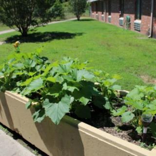 A sunny outdoor vegetable garden with plants growing in a raised bed.