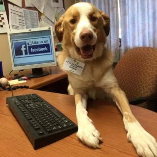 A dog posing humorously as an office worker at a desk with a computer and keyboard.