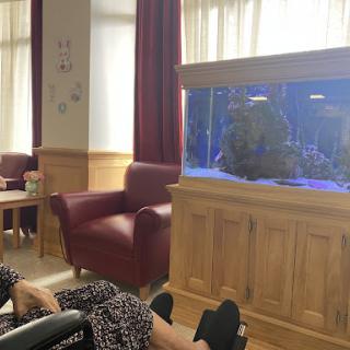 An elderly person in a wheelchair enjoying the peaceful view of an aquarium in a cozy indoor setting.
