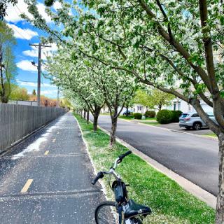 A peaceful spring day along a tree-lined pathway, perfect for cycling.
