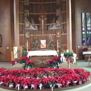 A beautifully decorated church altar adorned with festive poinsettias for the Christmas season.