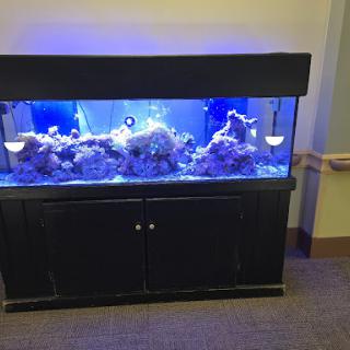 A beautiful aquarium showcasing coral and marine life, illuminated with blue lighting.