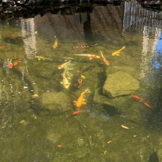 A serene pond filled with vibrant koi fish swimming among rocks.