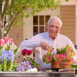An elderly man gardening with colorful flowers in an outdoor setting.