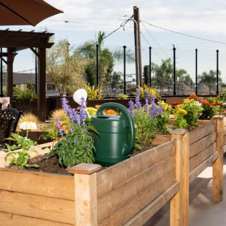 A well-maintained raised garden bed filled with flowering plants and a green watering can, set in an urban outdoor area.