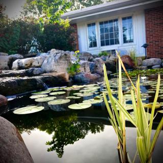 A serene garden pond with lily pads in front of a house.