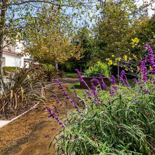 A serene garden pathway lined with purple flowers and lush greenery under a clear blue sky.