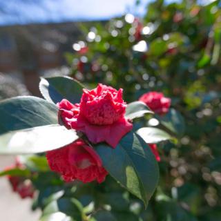 A vibrant red camellia flower in full bloom amidst lush green leaves.