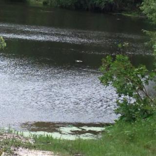 A serene view of a lake surrounded by lush greenery.