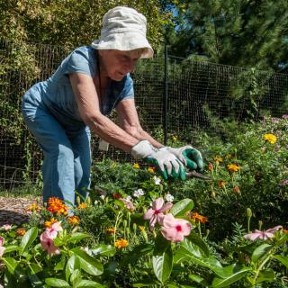 A person tending to a garden filled with colorful flowers on a sunny day.