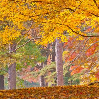 A serene autumn landscape with vibrant yellow and orange leaves.