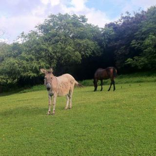 A zorse and a horse standing in a lush green field with trees in the background.