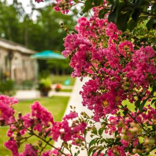 A vibrant garden scene with blooming pink flowers and lush greenery.