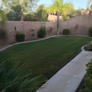 A well-maintained backyard with lush grass and surrounding plants.