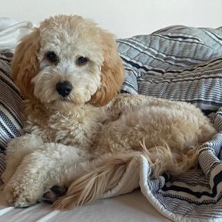 A cute dog lounging on a bed with striped sheets.