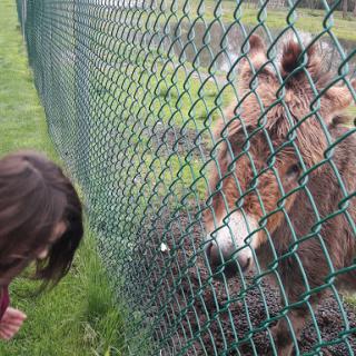A child leans down to interact with a horse through a fence in a serene outdoor setting.