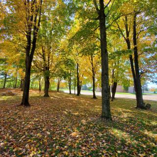 A serene autumn landscape showcasing trees adorned with vibrant yellow leaves.