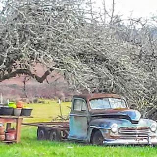 An old vintage truck resting under a sprawling tree in a peaceful rural setting.
