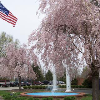 A serene spring scene with cherry blossom trees and a fountain under the American flag.