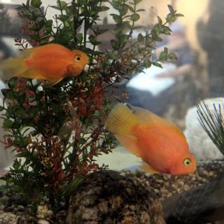 Two orange fish swimming among aquatic plants in an aquarium.